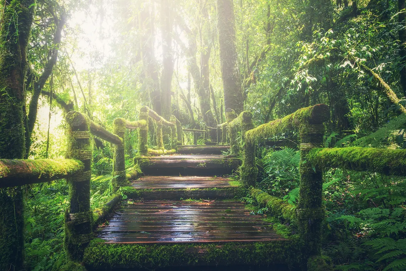 a wooden walkway in a forest